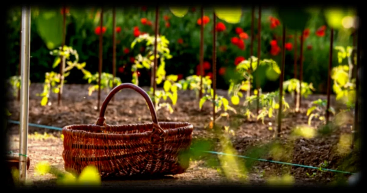 Un agro-climatologue met en garde contre un seuil de température critique pour les potagers