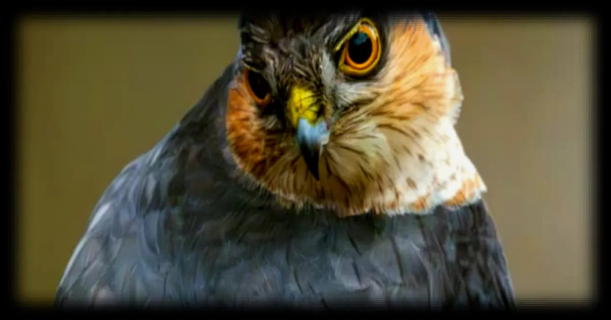 Un Américain condamné à 45 jours de prison pour avoir fait boire de l'alcool à un oiseau