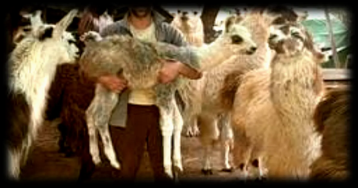 Un ancien trader troque la finance pour l'élevage de lamas dans le Var