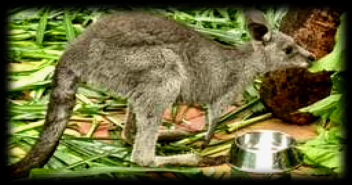 Un bébé kangourou échappé d'une ferme américaine retrouvé sain et sauf après trois jours de cavale