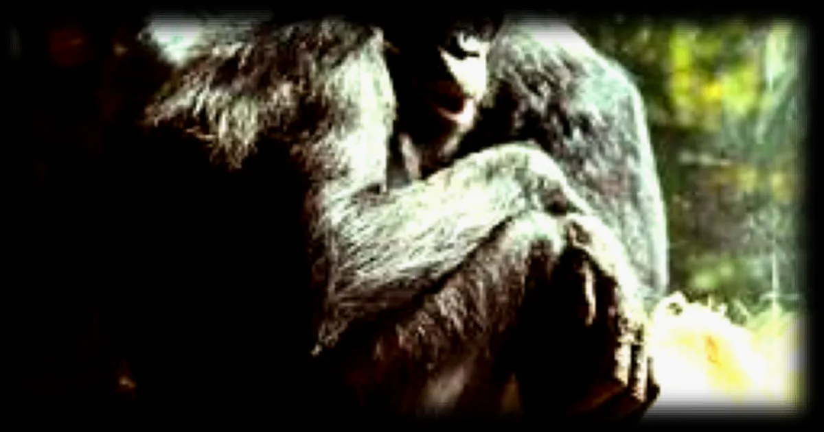 Un bonobo au zoo de Memphis s'énerve et fissure une vitre de son enclos suite aux moqueries des visiteurs