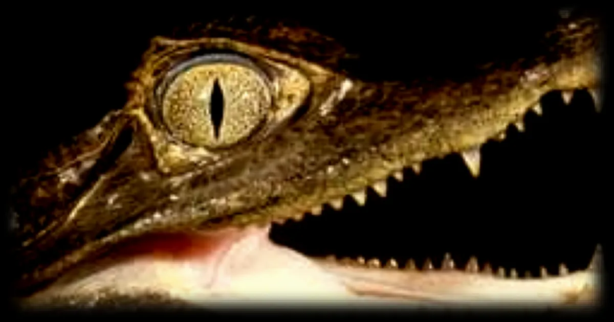 Un caïman à lunettes retrouvé mort dans un canal de Roubaix : une enquête ouverte