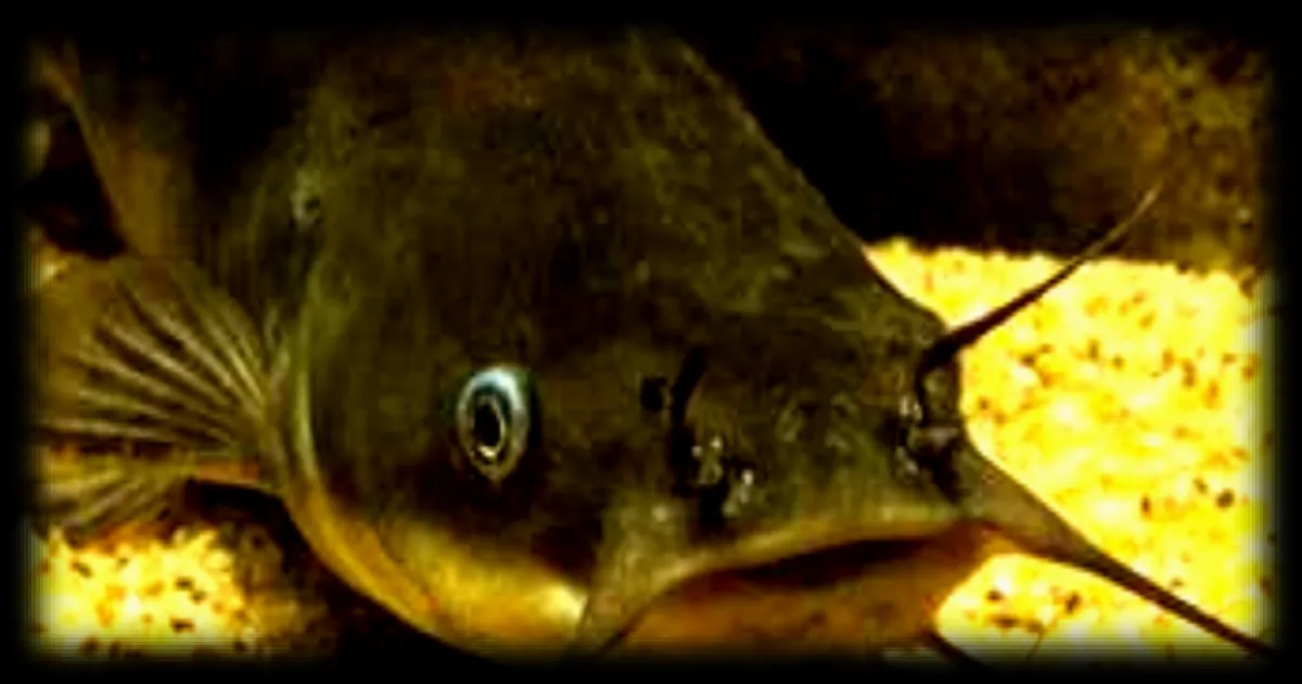 Un cancer contagieux identifié chez la barbotte brune, un poisson-chat d'eau douce