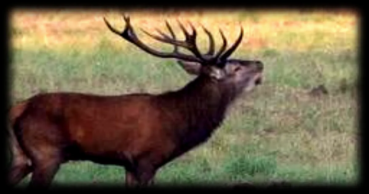 Un chasseur condamné pour avoir tué un cerf chez Luc Besson fait appel