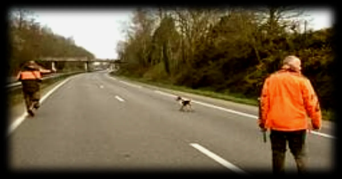 Un chasseur tire la sonnette d'alarme suite à la mort d'un motard percuté par un sanglier