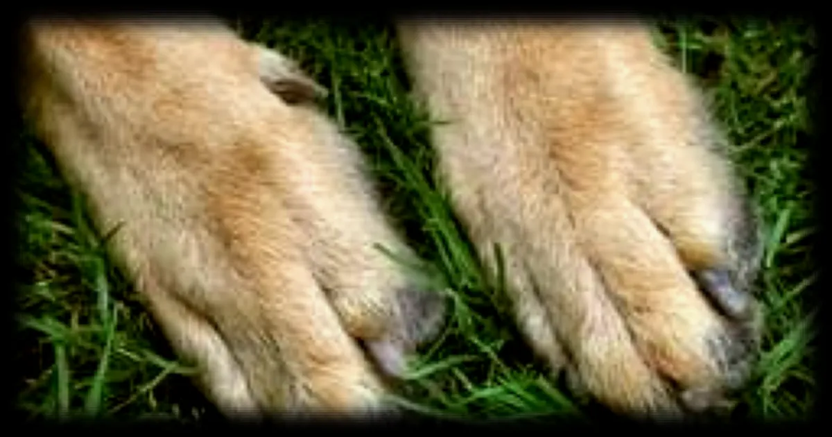 Un chien retrouvé mort mutilé dans l'Ardèche : les faits