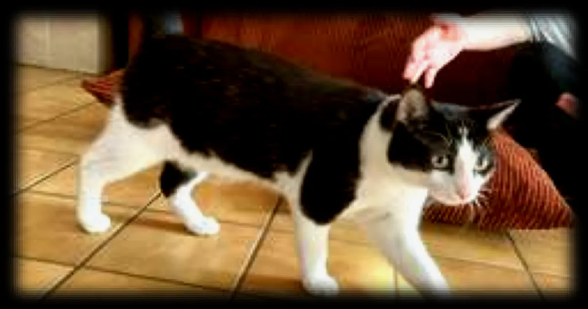 Un couple retrouve son chaton enterré vivant chez le voisin à Dollon, en Sarthe