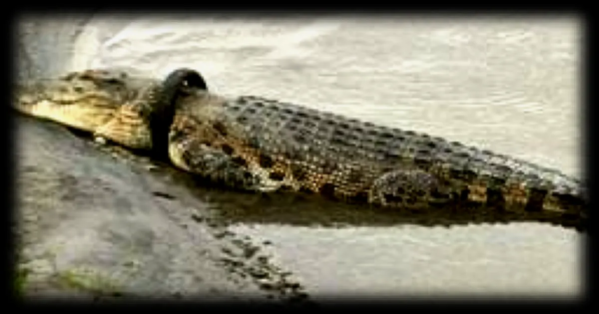 Un crocodile retrouvé dans un sac de couchage par un pêcheur à l’aimant à Roubaix