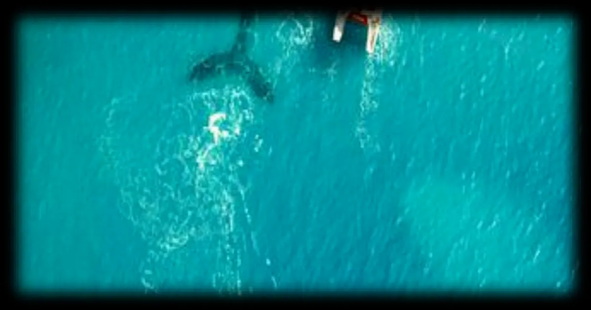 Un documentaire poétique explore la rencontre entre musique électronique et baleines à La Réunion