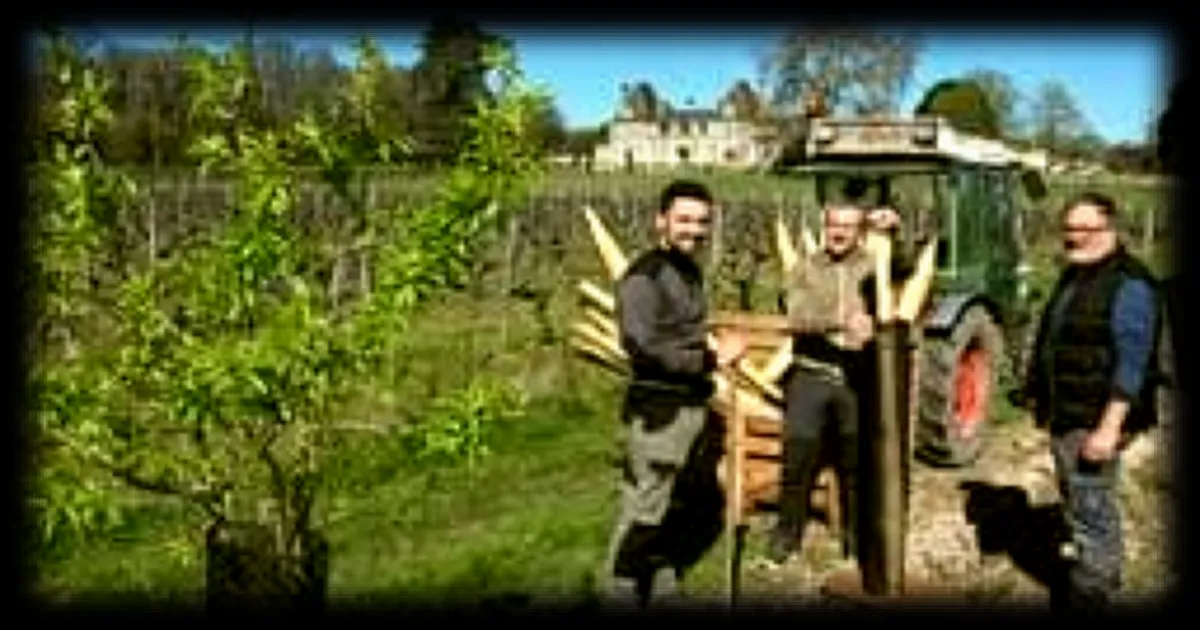 Un domaine viticole crée une oasis de biodiversité en plantant 828 arbres
