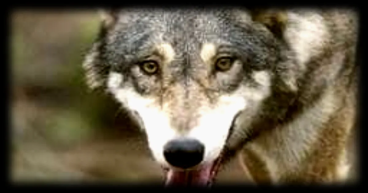 Un enfant blesse par un loup dans un zoo américain, les parents inculpés pour mise en danger d'un mineur