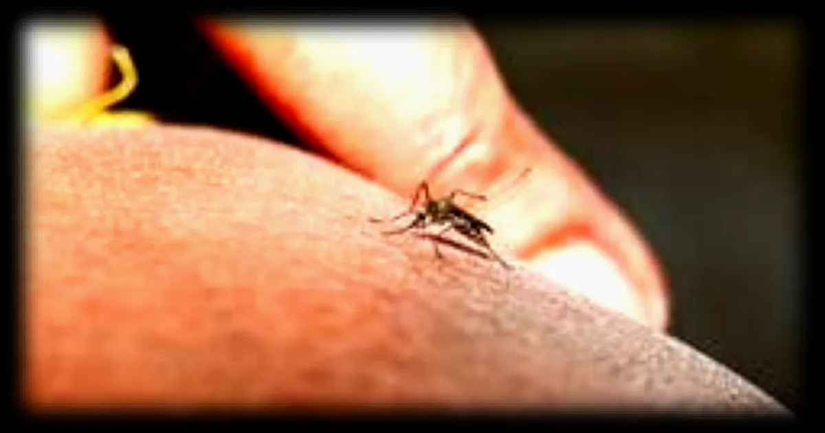 Un étudiant américain participe à une expérience scientifique en s'enfermant avec des centaines de moustiques affamés