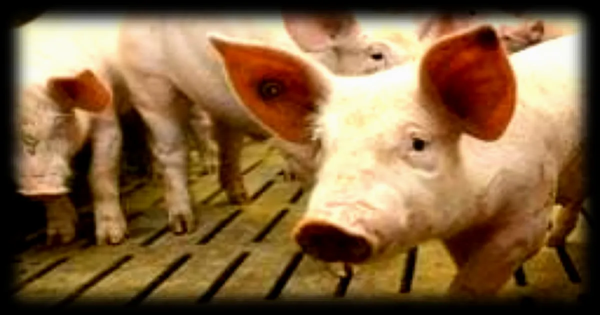 Un exploitant de trois élevages agricoles poursuivi pour maltraitance animale à Yvignac-la-Tour