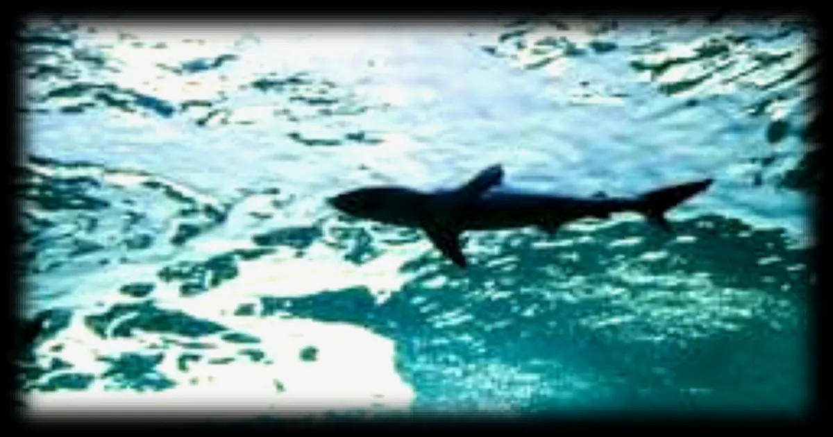 Un garçon de 12 ans attaqué par un requin lors de vacances aux Bahamas