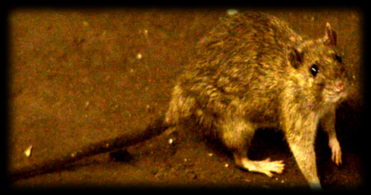 Un hantavirus suspecté à l'origine d'un foyer mortel à bord d'un navire de croisière