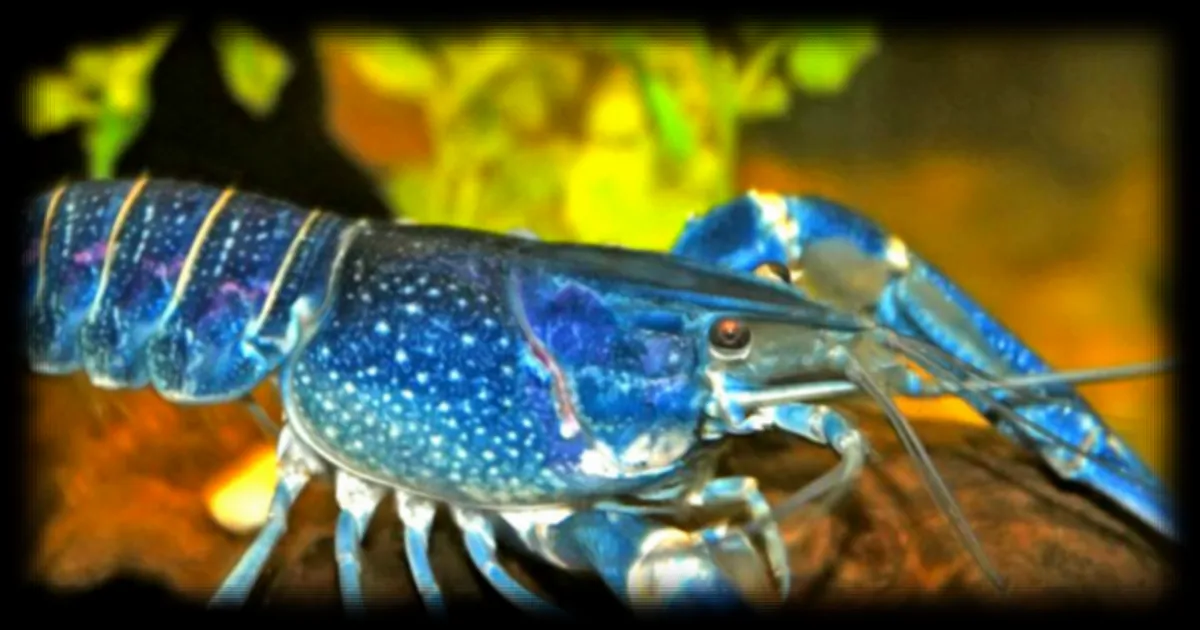 Un Homard Bleu Electrique Capture les Esprits avec son Anomalie Génétique Rare