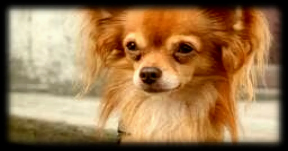 Un homme jugé en Belgique pour avoir tué un chihuahua avec sa trottinette électrique