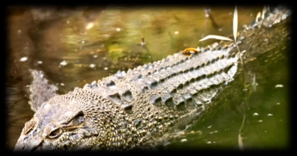 Un homme meurt après une attaque de crocodile à Mexico