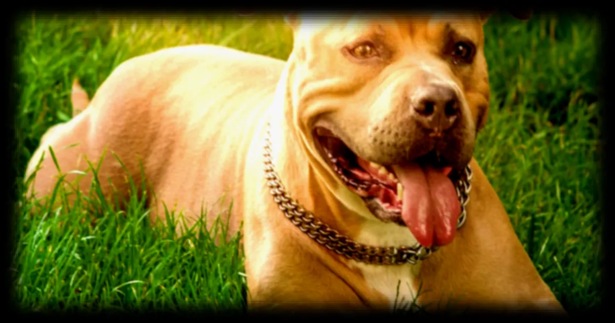 Un ingénieur crée un vaccin sur mesure pour sauver sa chienne cancéreuse : les tumeurs reculent grâce à l'IA