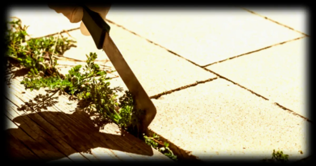 Un jardinier amateur découvre une plante méconnue dans son jardin, transformant une corvée en opportunité