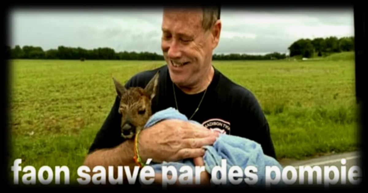 Un jeune cerf secouru par des pompiers lors d'une intervention contre les inondations dans l'Indiana