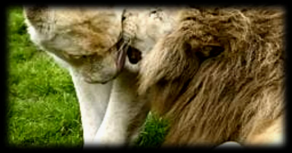 Un jeune lion retrouve sa famille apres avoir ete vole et vendu il y a deux ans