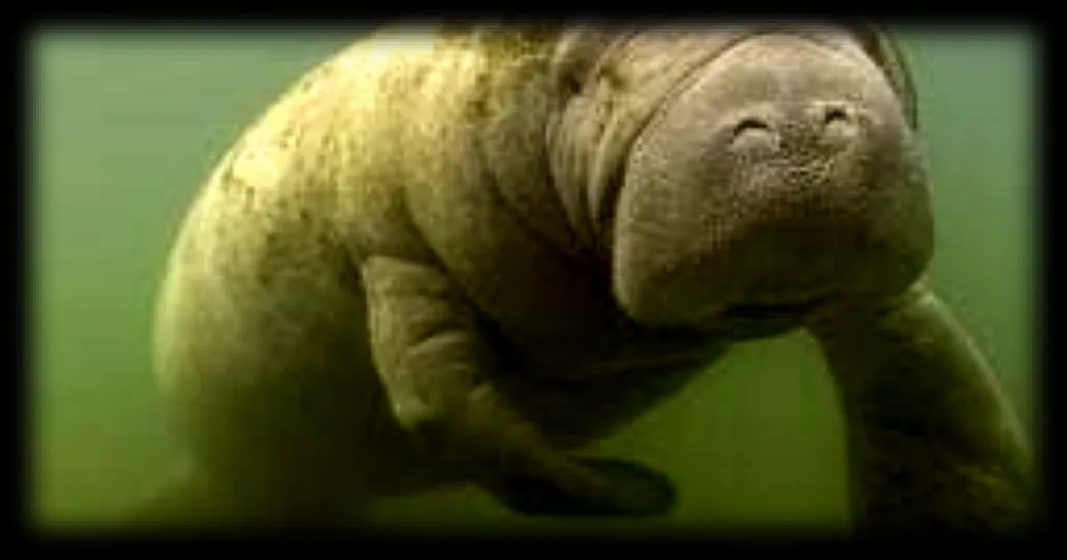 Un lamantin de 2 mètres et 186 kg sauvé des égouts après une opération de six heures