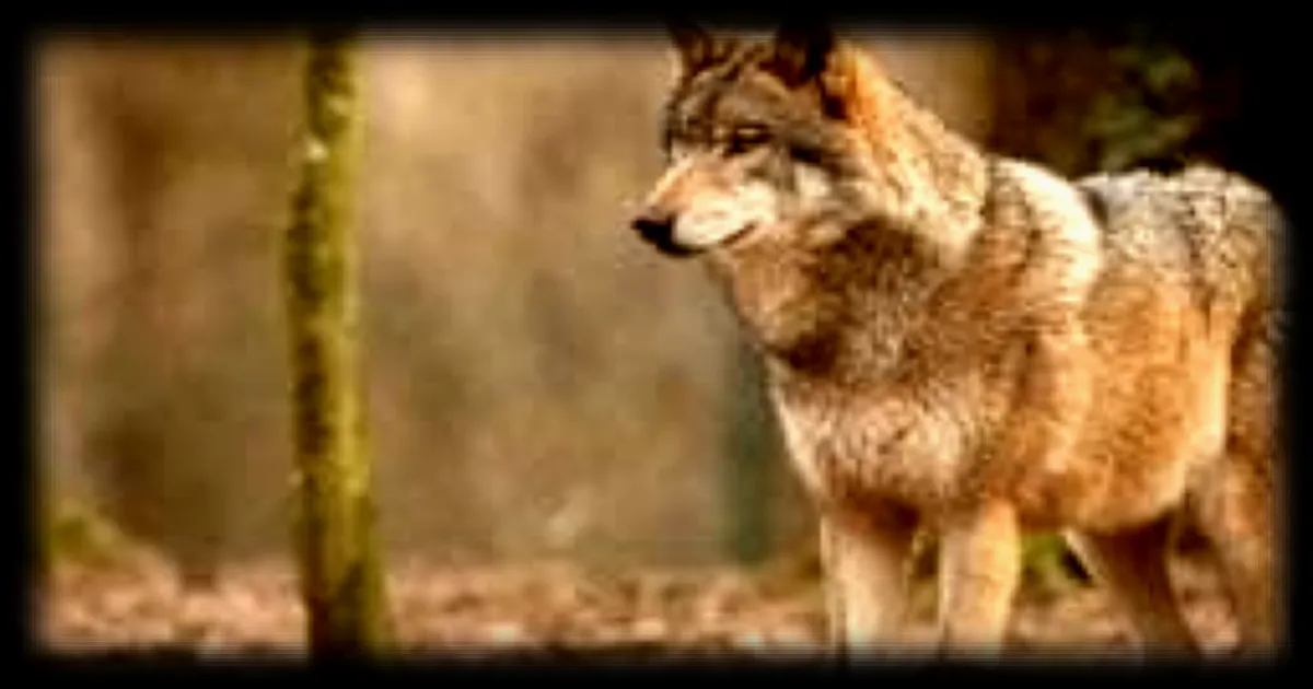 Un loup coincé sous un pont en Italie a été sauvé grâce à une opération impressionnante