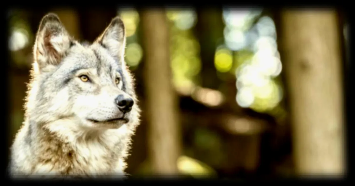 Un loup en Colombie-Britannique déjoue un piège humain en moins de trois minutes