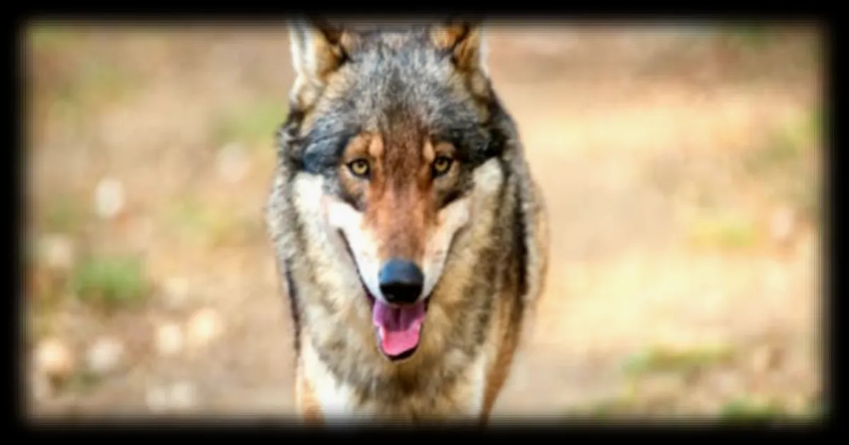 Un loup en fuite d'un zoo en Corée du Sud, école voisine fermée pour sécurité