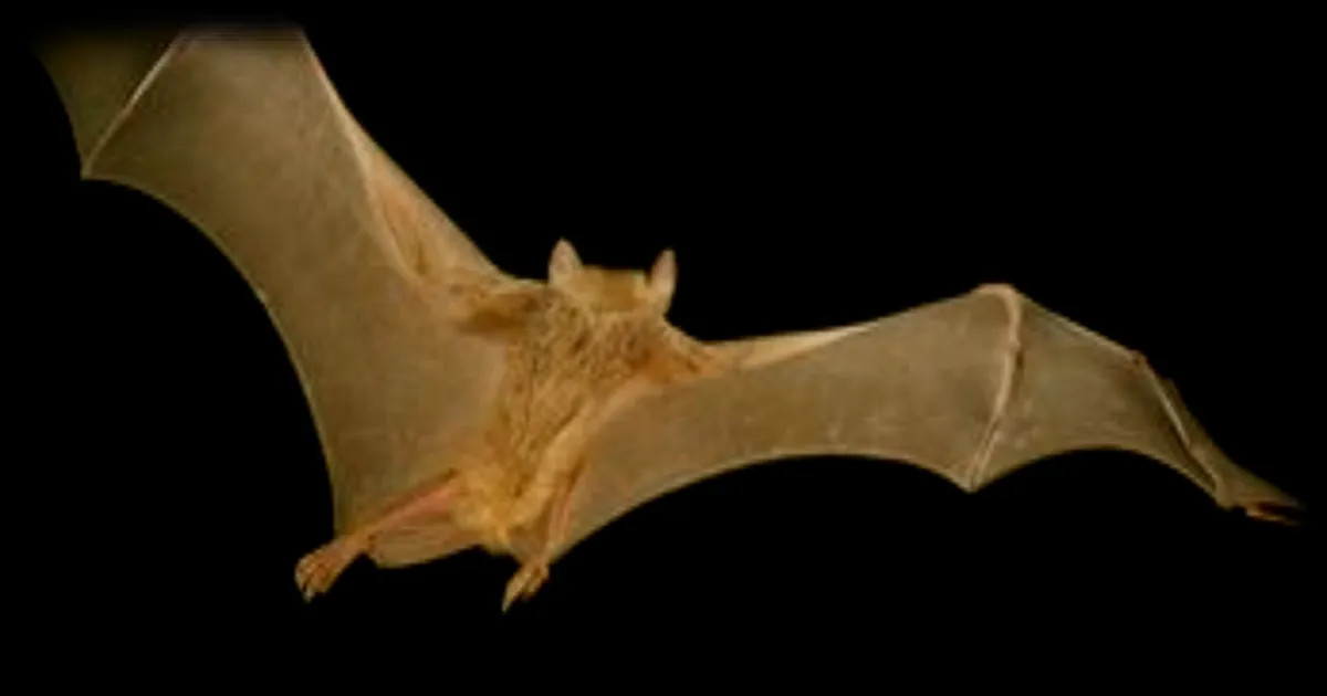 Un nouveau type de coronavirus identifié chez les chauves-souris en Afrique de l'Est : quels risques pour l'homme ?