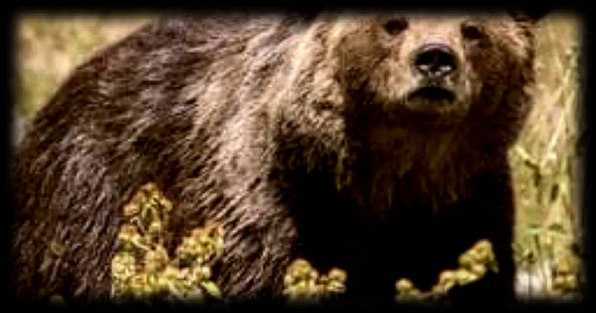 Un ours filmé traversant une route près de la frontière française dans les Pyrénées