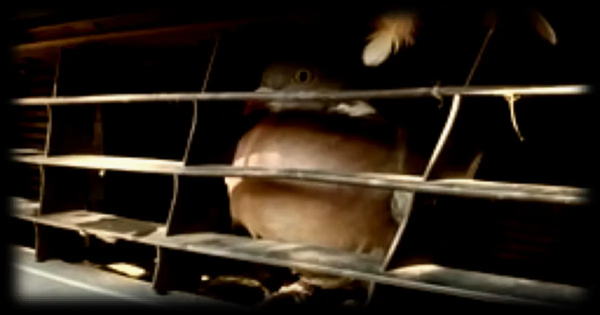Un pigeon percuté à 90 km/h retrouvé vivant dans la grille d’une voiture en Normandie