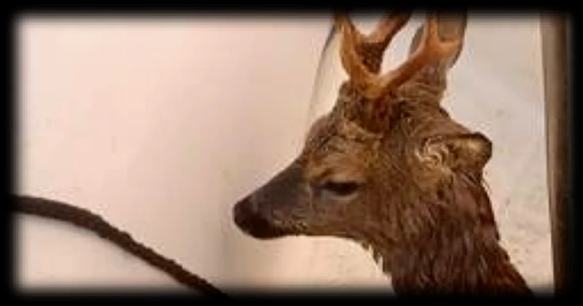 Un plaisancier repêche un chevreuil en pleine mer au large de Saint-Malo