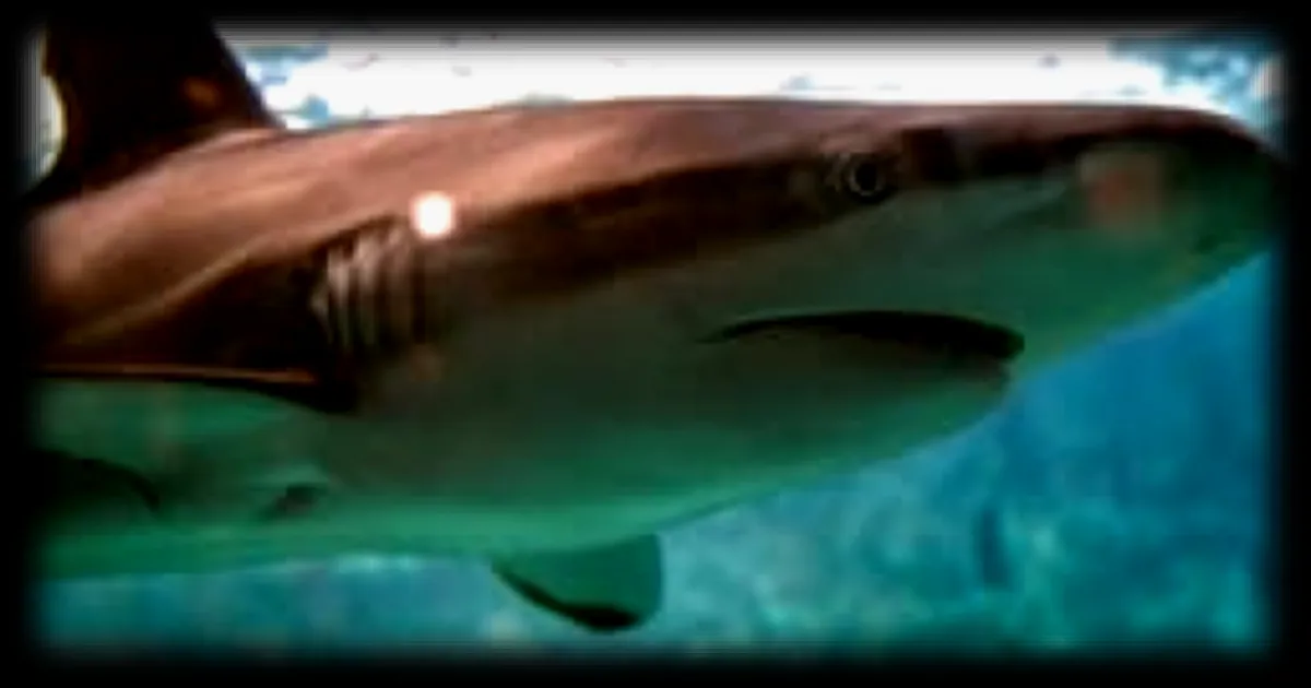 Un plongeur néo-zélandais filme l'attaque d'un requin qui a failli lui arracher la jambe