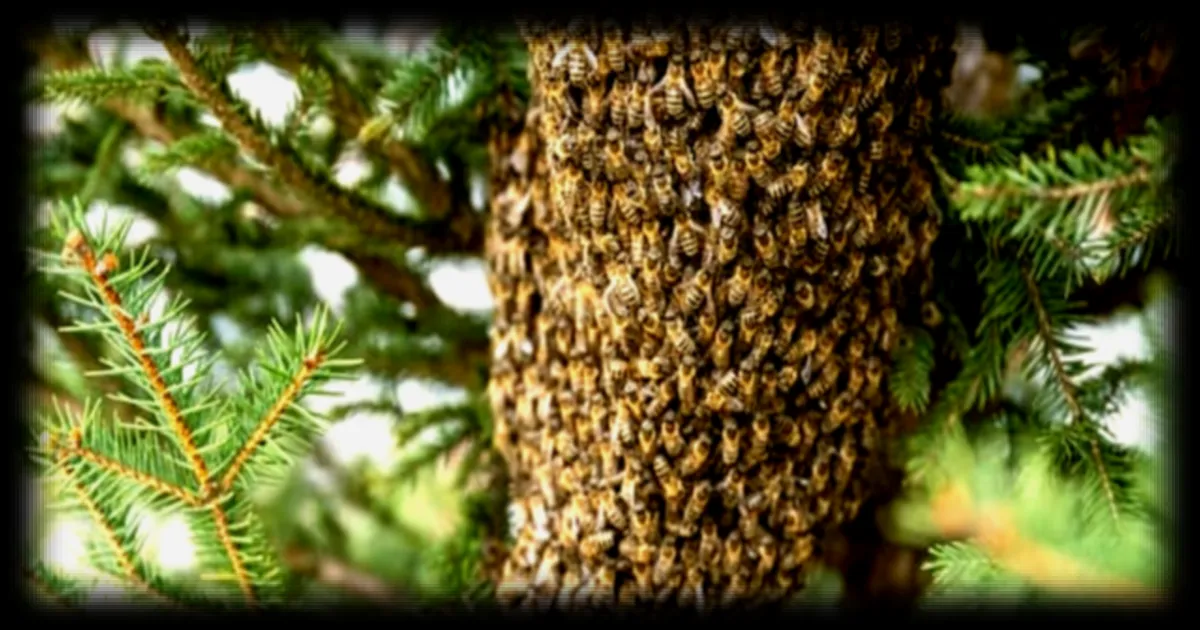 Un randonneur aux Etats-Unis gravement pique par des abeilles en Arizona