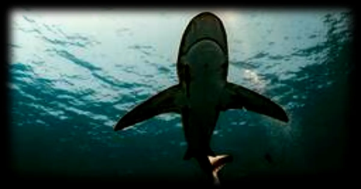 Un requin dormeur de 3 à 4 mètres de long filmé en Antarctique