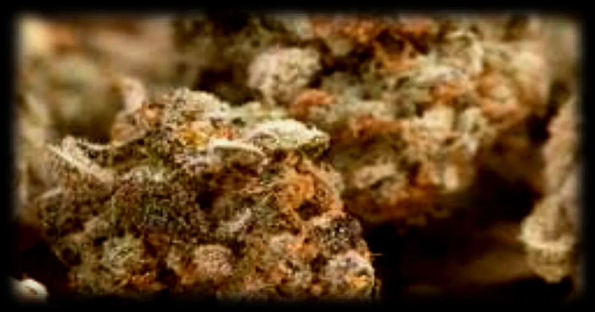 Un revendeur de drogue fait sa publicité sur les murs d’une commune de la Loire