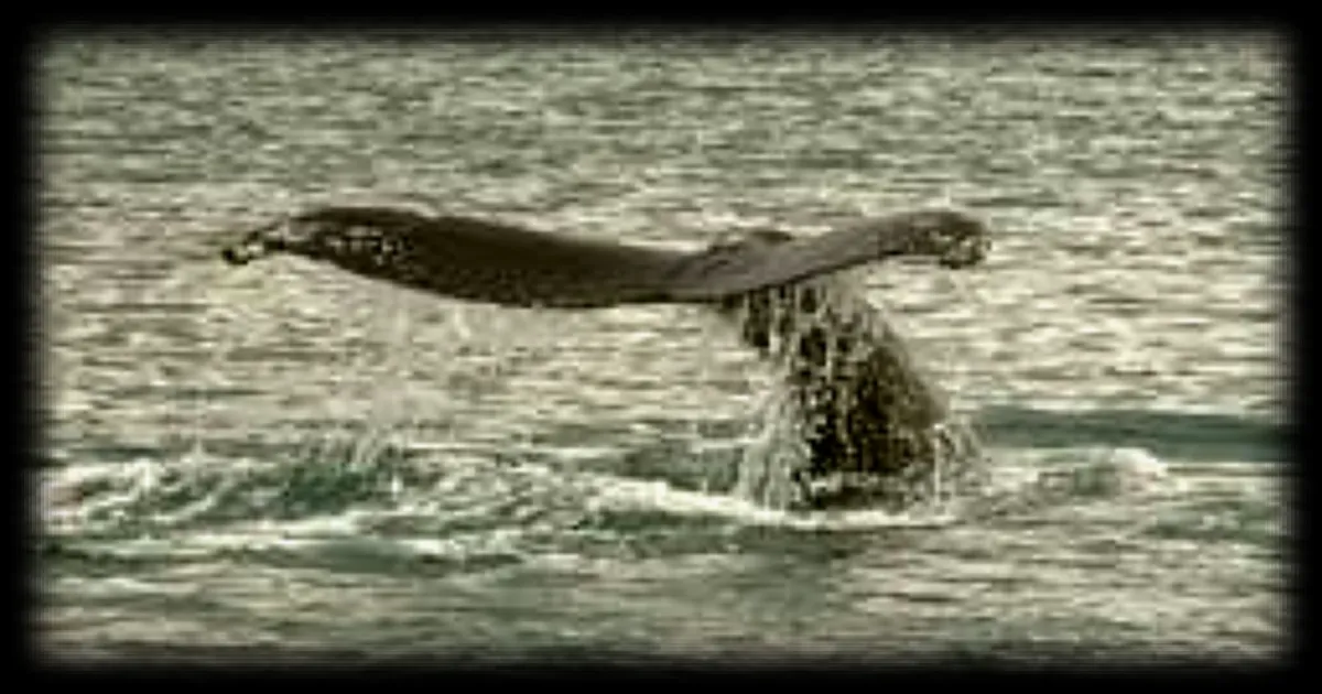 Un rorqual commun filmé à 400 mètres de la plage de Saint-Pierre-la-Mer