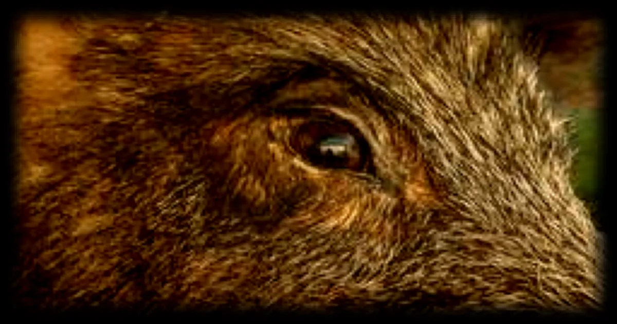 Un sanglier de 65 kg surpris en train de se balader sur un marché à Issoudun