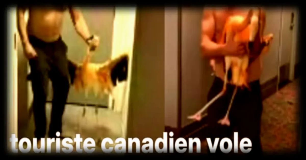 Un touriste canadien vole et torture un flamant rose dans sa chambre d'hôtel à Las Vegas