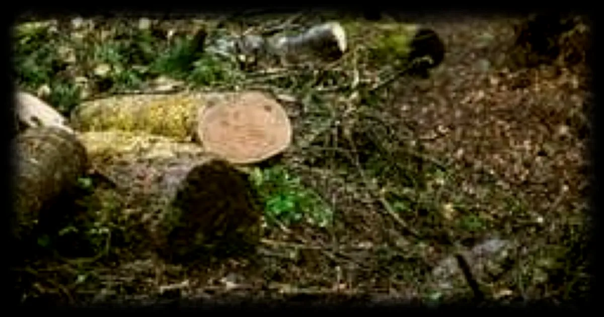 Un tragique accident de bûcheronnage en Normandie