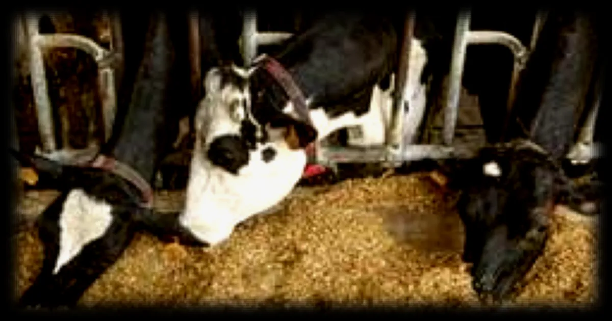 Un vaccin en développement contre la dermatose nodulaire contagieuse bovine