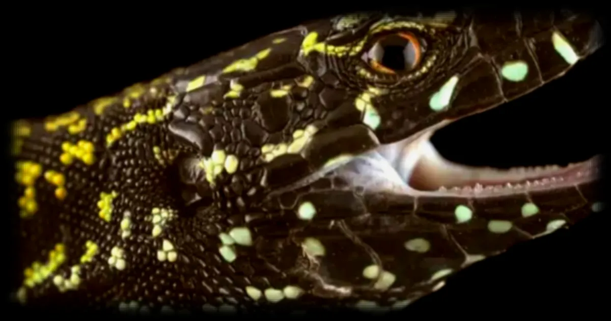 Un variant agressif de lézard des murailles menace l’équilibre évolutif méditerranéen