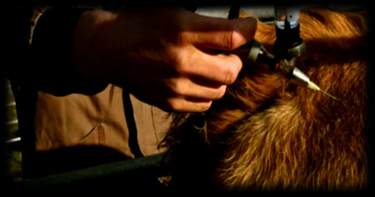 Un vétérinaire averti pour avoir critiqué l'abattage des troupeaux atteints de dermatose nodulaire contagieuse