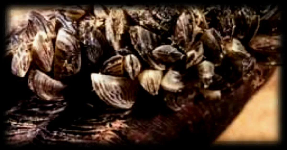 Une agence américaine offre 200 000 dollars pour trouver une solution contre les moules invasives