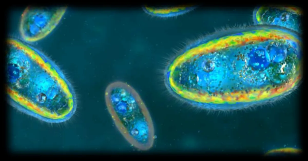 Une amibe présente dans l'eau douce, résistante au chlore, tue dans plus de 98% des cas