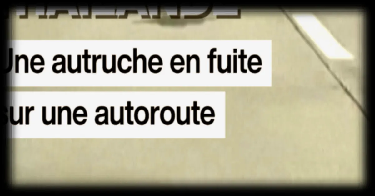 Une autruche s'échappe et parcourt 15 kilomètres sur une autoroute en Thaïlande