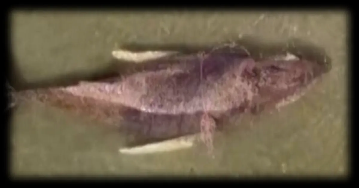 Une baleine échouée sur la côte allemande de la mer Baltique secourue mais toujours en danger