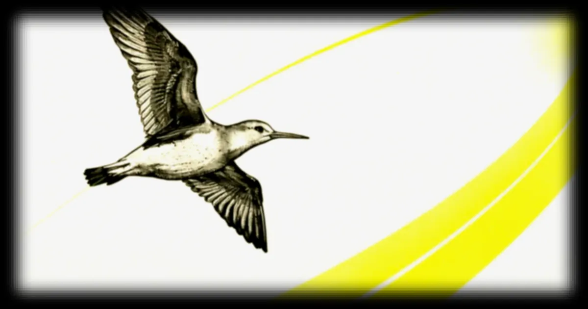 Une barge rousse de quatre mois établit un nouveau record de migration sans escale